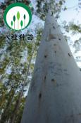 13-宣傳冊大樹（加水?。?/></p>
                    <p>13-宣傳冊大樹（加水?。?/a></p>
                  </li>
                                   <li>
                    <p><a   href=